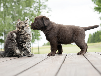 pets-during-disaster