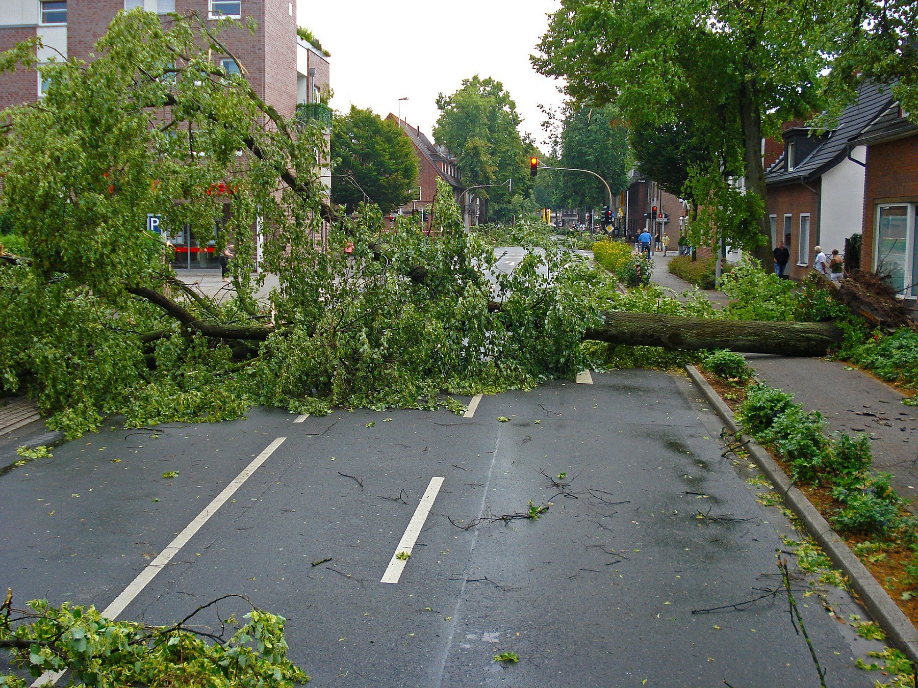 Damaged Tree Caused by Tornado Winds