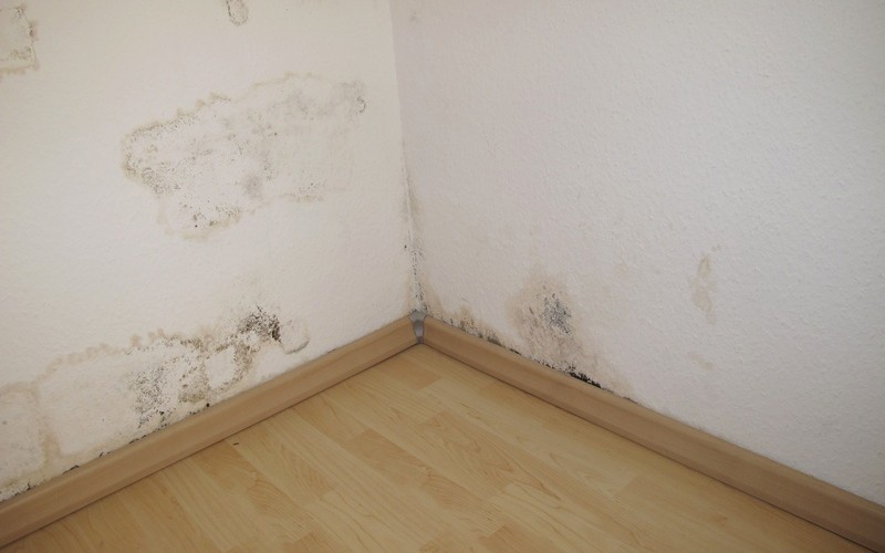Tips for Mold Removal